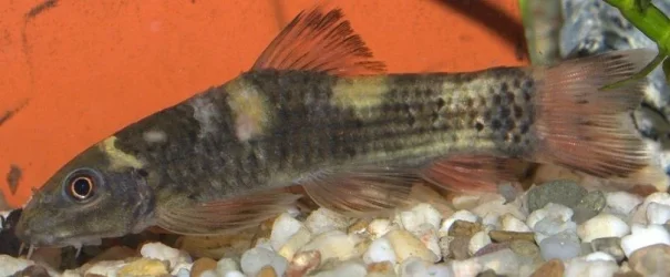 Fish.webp