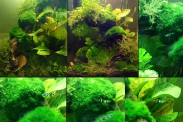 fishtank1.webp fishtank1.webp