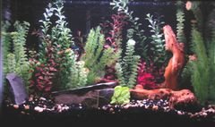 DSC_0208small.jpg DSC_0208small.jpg