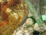 pleco.webp