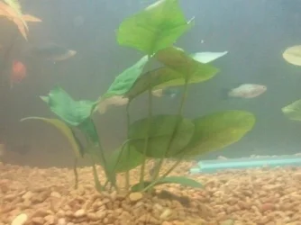 Anubias.webp Anubias.webp