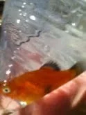 fish.webp