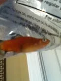 fish 2.webp