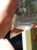fish 3.webp