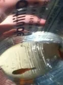 fish 4.webp