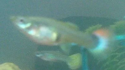 female guppy.webp