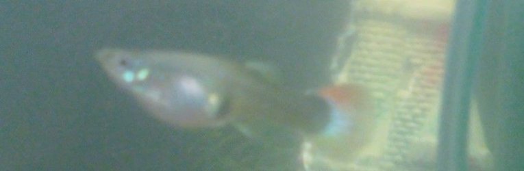 Female Guppy2.jpg