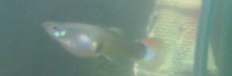 Female Guppy2.webp