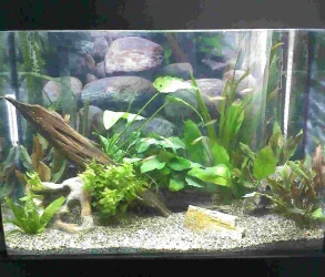 fish.webp