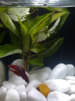 JJ betta.webp