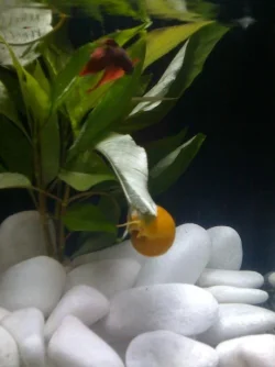 honey the snail.webp