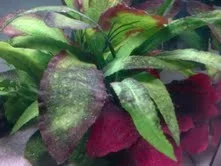 algae1.webp