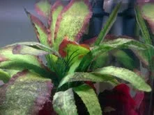 algae4.webp