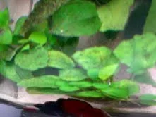 algae3.webp
