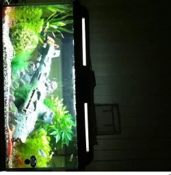 fish tank.webp