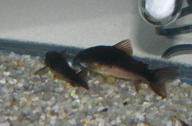10-05 Black pair.webp
