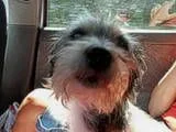 th_scruffysniffing.webp