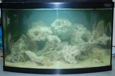 fish_tank_027.webp