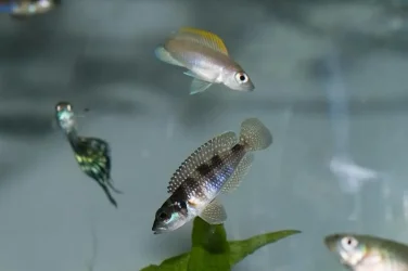 fish.webp