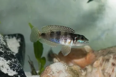 fish1.webp