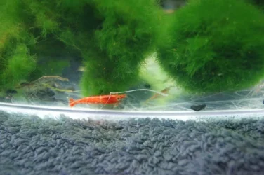 redshrimp2.webp