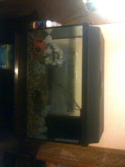 fish12.webp
