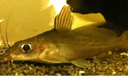 Fish1.webp