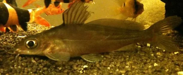fish 2.webp