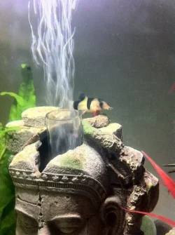Clown Loach.webp