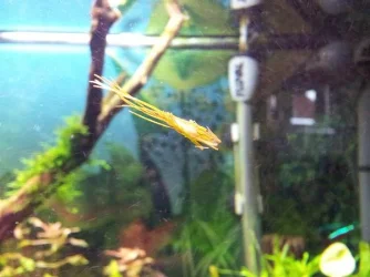larvae.webp