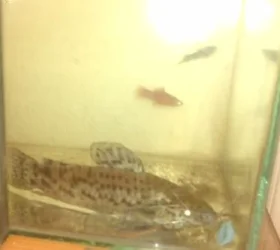 Fish.webp