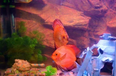fish2.webp