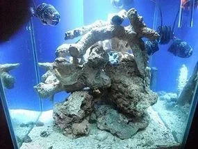 Tank.webp