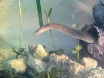 Moray Share3.webp