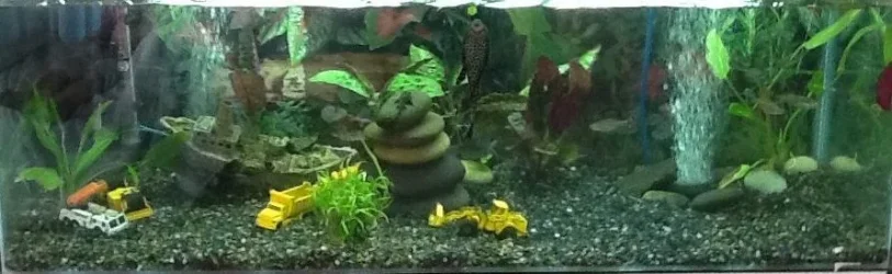 fish tank.webp fish tank.webp