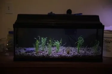 30 gallon tank with live plants 2 small pic.webp