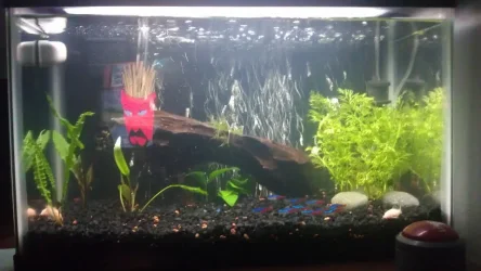 tank nw.webp