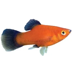 pPETS-6963306dt.webp pPETS-6963306dt.webp