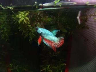 Moby the Goby 339.webp