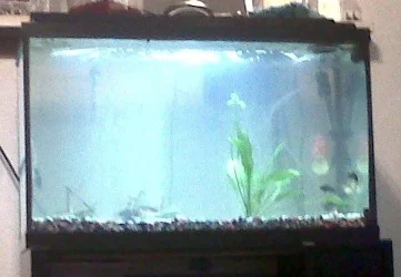 fishys.webp