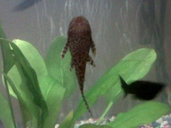 pleco.jpg