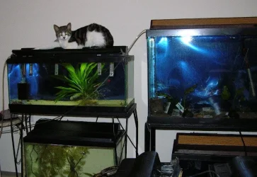 Queen of the tanks.webp Queen of the tanks.webp