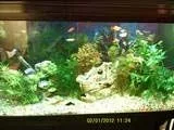 my tank.webp