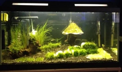 janjan tank 04.02.2012 (600 x 356).webp janjan tank 04.02.2012 (600 x 356).webp