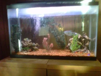 fishtank.webp