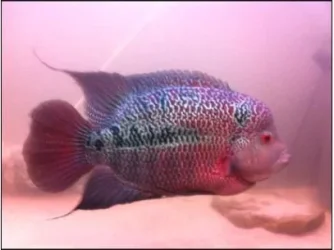 fish.webp