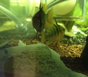 IMG_2581 cropped (600 x 530).jpg