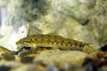 gyrinocheilus_aymoneri_3(1).webp