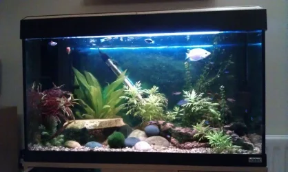 fishtank800.webp