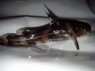 Photo1071 (320x240).webp